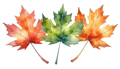 Fototapeta premium Watercolor Autumn Maple Leaves