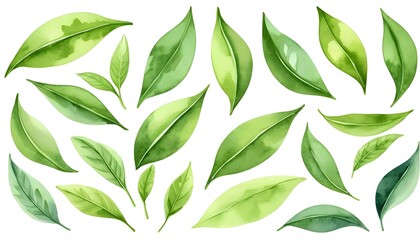 Watercolor Green Tea Leaves Collection