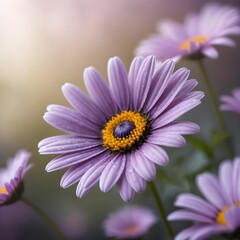 Obraz premium Purple Daisy Flower Close-up with Soft Background