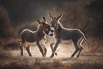 Two playful young donkeys share a tender moment in the warm glow of sunset, capturing the essence of innocence and friendship in nature's beautiful embrace.