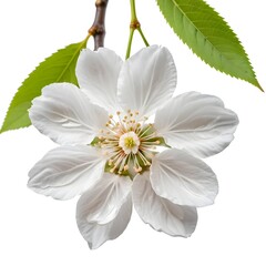 Delicate White Flower Blossom with Green Leaves
