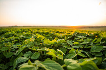 Soybean plants at golden hour in countryside landscape with bright sunset sky