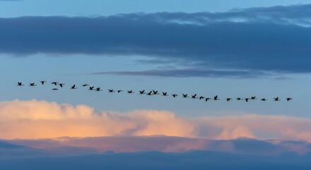 Migrating birds flying in formation at sunset sky nature photography scenic wildlife animal migration flock travel