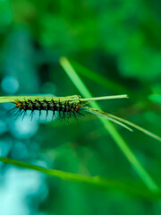 A Fritillary caterpillar (Agraulis vanillae) perched on a grass stem