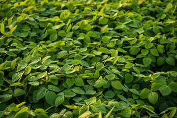 Lush and dense soybean leaves forming natural green carpet in mid-summer farm
