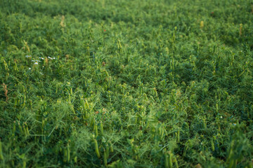 Close view of harvested pea plants with short green stalks and wildflowers on farmland