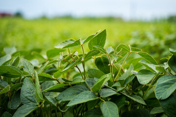 Closeup of fresh soybean leaves in summer with shallow depth and soft background blur