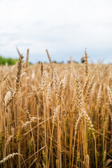 Wheat field in summer showing tall golden stalks with textured kernels at maturity