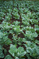 Rows of young cabbage plants growing in neat lines across open cultivated farmland