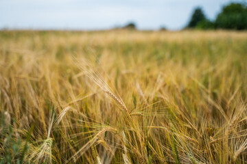 Golden barley ear standing out in blurred yellow grain field under cloudy summer sky