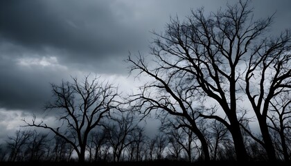 Silhouetted Trees Against a Stormy Sky