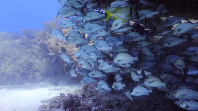 cardumen de peces ocultos bajo una cueva