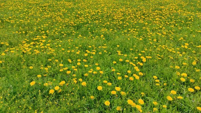 Dandelion field