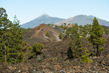 Natural Landscape Featuring Mountain Ranges and Teide Volcano in Tenerife With Scattered Pine Trees