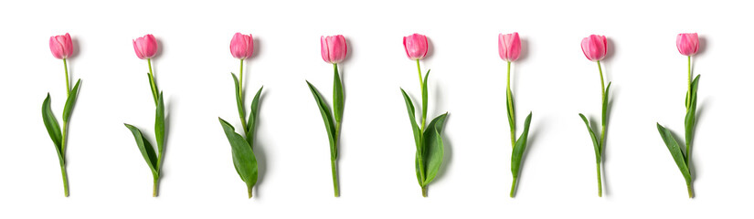 Different pink tulips flowers isolated on white background. Floral banner. Greeting card, Valentines day, 8 march, Womens day, Mothers day, top view