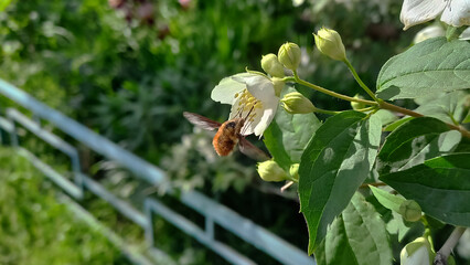An insect eating nectar from a white flower. A large buzzer flies near a mock orange flower.