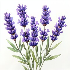 Obraz premium Detailed watercolor painting of a vibrant lavender bouquet with purple flowers and green leaves on a white background