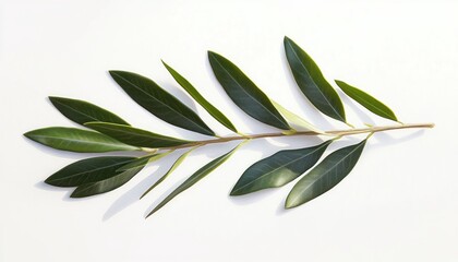 Obraz premium Single olive branch with elongated dark green leaves casting soft shadows on white background symbolizing simplicity and natural beauty