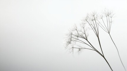 Delicate dried plant, ethereal monochrome