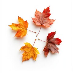 Fototapeta premium Arrangement of Beautifully Colored Autumn Maple Leaves on a Clean White Background Capturing the Essence of the Changing Seasons