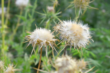 Pink milk thistle flower on green background, Field with Silybum marianum (Milk Thistle) , Medical plants.Blessed milk thistle pink flowersin field. Silybum marianum herbal remedy plant. Banner.