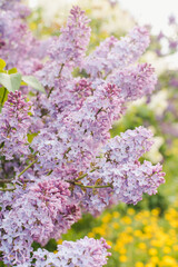 Blooming lilac. Branch of blooming lilac. Lilac bush. Lilac flowers.