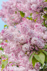 Blooming lilac. Branch of blooming lilac. Lilac bush. Lilac flowers.
