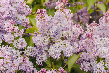 lilac flowers in spring. Blooming lilac. Branch of blooming lilac. Lilac bush. Lilac flowers.