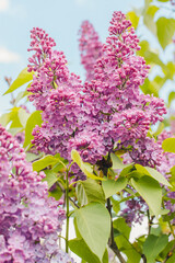 purple lilac flowers. Blooming lilac. Branch of blooming lilac. Lilac bush. Lilac flowers.