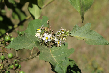 Naklejka premium White flowers and green leaves on a Devil's fig (Solanum torvum) plant in Queensland, Australia