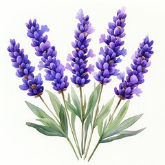 Naklejka premium Detailed illustration of seven lavender flower stalks with rich green leaves on a white background, showcasing delicate purple blooms and natural beauty