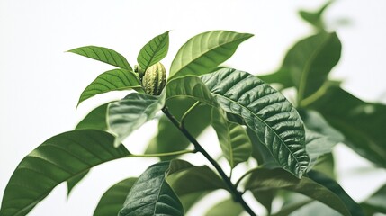 Close-up of tender green leaves and a flower bud