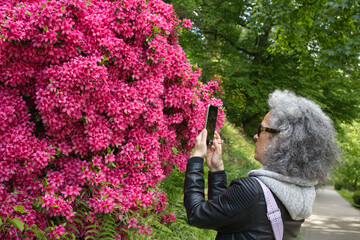 Woman photographing pink Azalea shrub