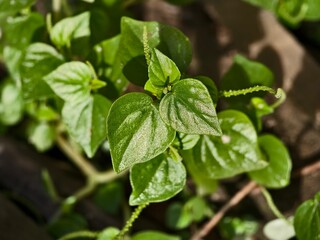 Peperomia pellucida plants in the morning