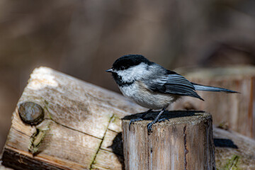 A black-capped chickadee perched on a weathered wooden post in soft morning light. The bird’s detailed plumage contrasts beautifully with the natural wood textures.
