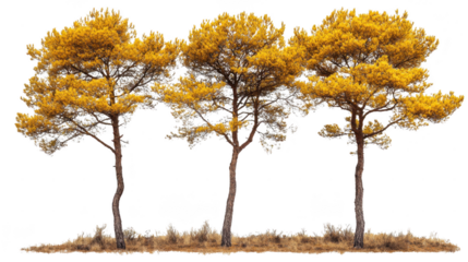 Three golden pine trees isolated against a black backdrop in serene nature