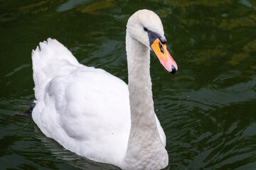 A graceful white swan swimming on a lake with dark water. The white swan is reflected in the water