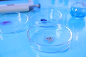 Petri dishes with samples on light blue background, closeup
