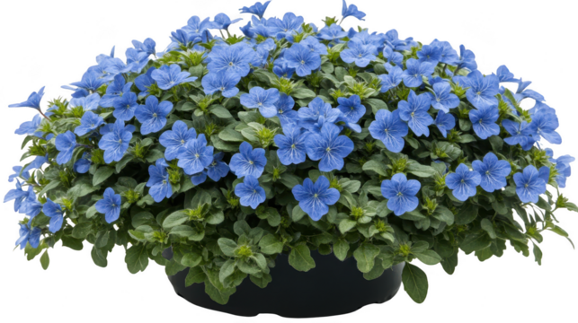 Stunning close up of abundant blue exacum affine flowers in full bloom, creating a vibrant floral display