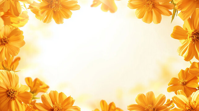 Marigold Flowers on White Background with Empty Space on the Center for Text Design