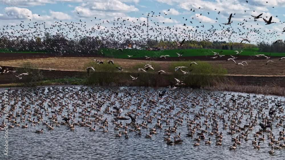 Poster flock of geese taking flight over pond in rural field. birds returning from migration in spring.