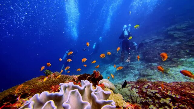 Colorful tropical fish coral reef scuba diving snorkelling tour Manta Point Nusa Penida