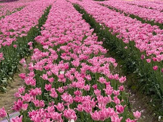 Pink tulip field. Vibrant field of blooming pink tulips in perfect rows under a clear sky, showcasing the beauty of floral landscapes.