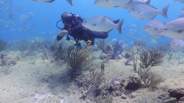 un buzo nadando suavemente entre un cardumen de peces