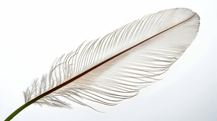 Closeup Of Detailed Bird Feather