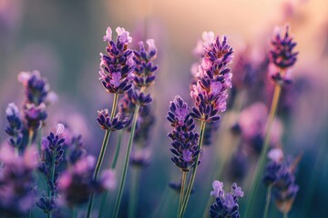 Soft, vibrant lavender blossoms in a field at dawn.