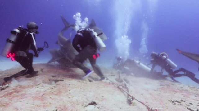 un buzo profesional realiza un show alimentando tiburones toro (carcharinus leuca) con pedazos de carnada