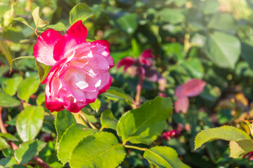 Close-up of a pink rose on green background