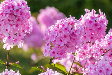 Pink phlox flowers. Phlox paniculata. Flowering herbaceous plants. Blooming phlox paniculata in the garden