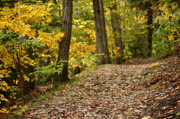 path in forest covered by brown fallen leaves, lined with trees with green and yellow fall foliage